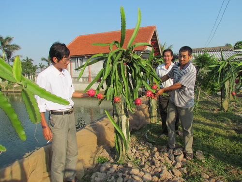 Thái Bình: Thanh long tím Malaysia bến rễ trên đất Thái Thụy