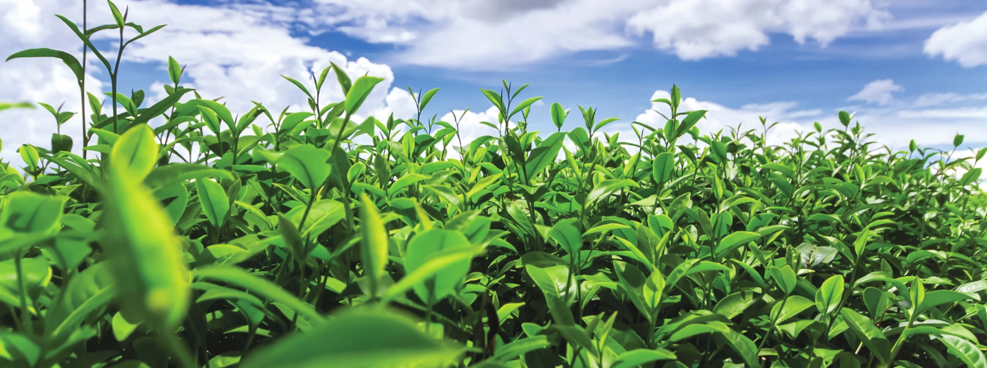 Tổng công ty Sông Gianh