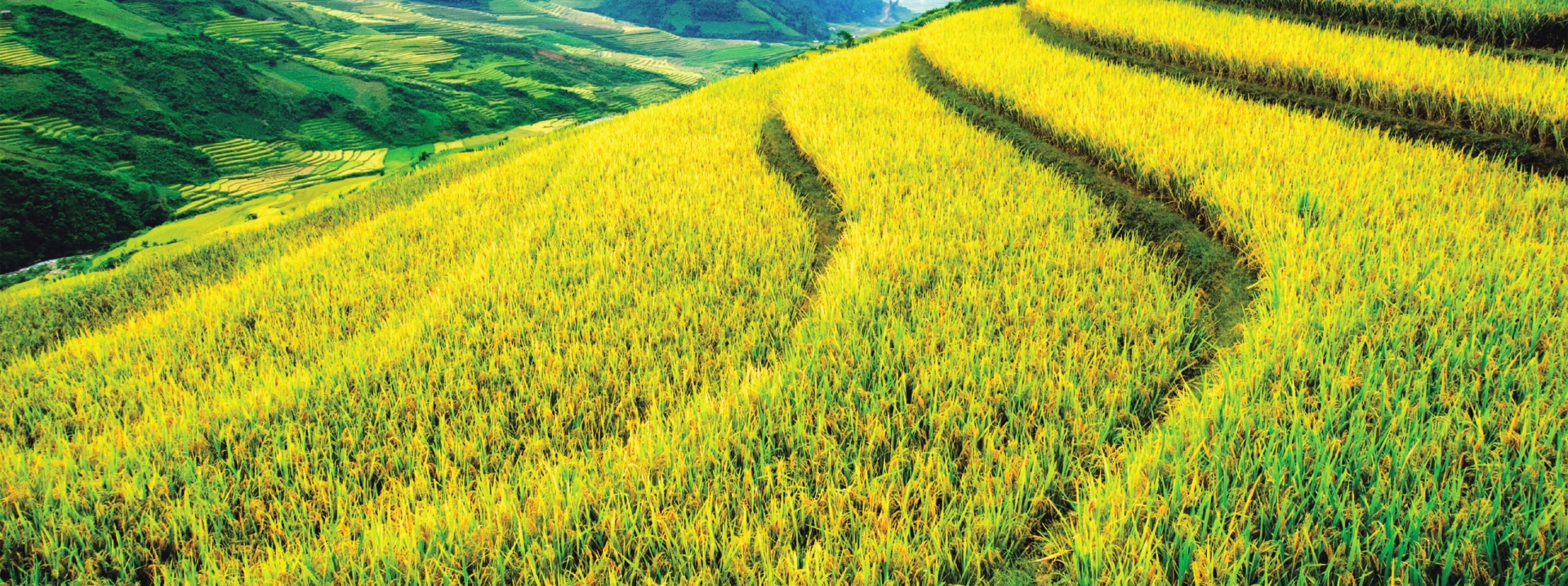 Tổng công ty Sông Gianh