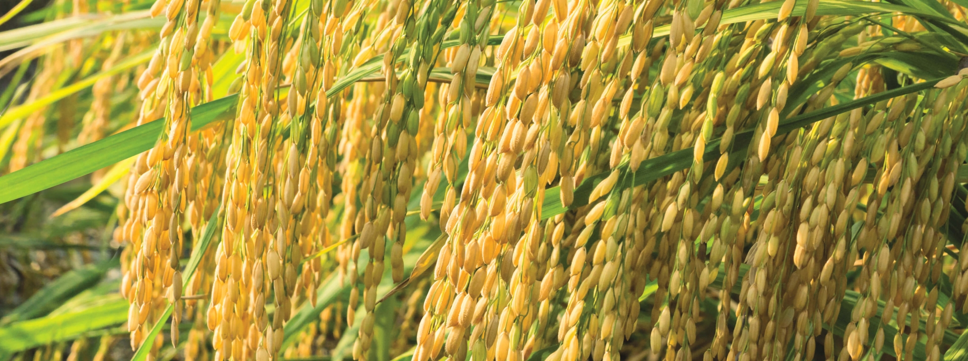 Tổng công ty Sông Gianh